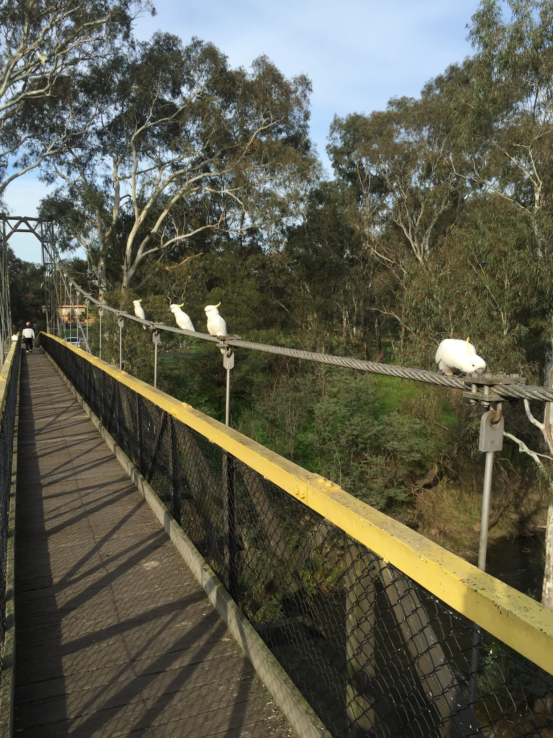 Tall Cockatoo Club
