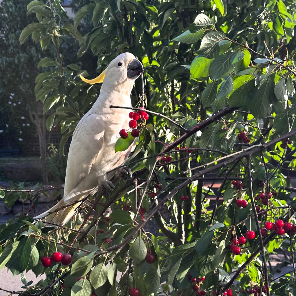 A large white sulphur-crested cockatoo sitting in a green fruit tree. The tree is covered in ripe red cherries. The cockatoo has a bunch of cherries in it's mouth.
